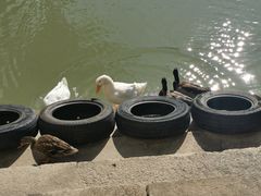 -赤坎·广东华侨国际旅游度假区