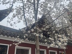 -长春观