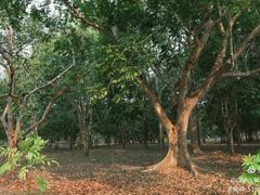 -西双版纳原始森林公园