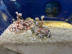 -欢乐海岸海洋奇梦馆