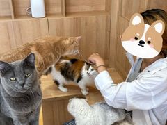 -是阿柴呀！柴犬咖啡·爱喵喵猫咖