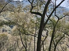 -道教老君洞