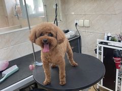 -美联众合动物医院·24h京西诊疗中心