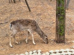 -秦皇岛野生动物园