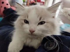 -欣宠猫屋·矮脚拿破仑·蓝金金渐层