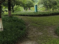 -桂湖森林公园