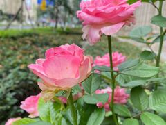 -龙少爷碳火干锅(环球中心店)