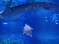 -烟台海昌鲸鲨海洋公园