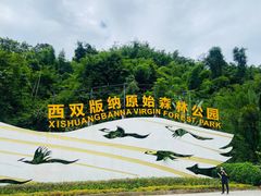 -西双版纳原始森林公园