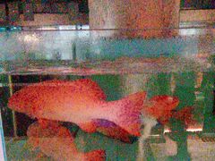 -阿伟海鲜楼·福建菜(延寿店)