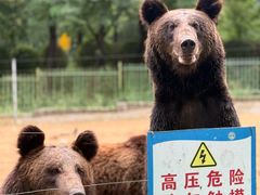 -秦皇岛野生动物园
