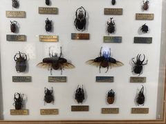 -上海昆虫博物馆