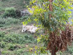 -泉州海丝野生动物世界