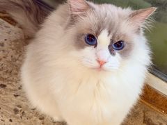 -李小姐の猫咖啡馆(五角场店)