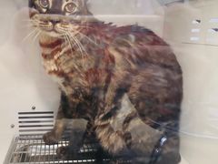 -1013 PET SHOP精品宠物商店(丁香店)