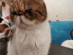 -猫小院猫主题咖啡厅(北锣店)
