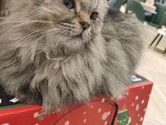 -安格丽娜·狗咖·猫咖羊驼咖(春熙路百盛商场店)