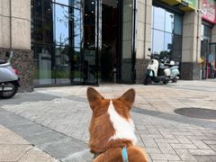 -半岛宠物医院24小时·内窥镜·牙科·碎石中心(府城大道店)