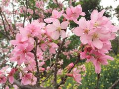 -天适樱花悠乐园