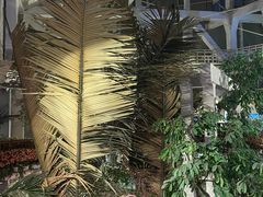 -正佳雨林生态植物园