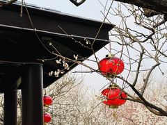 -香雪海