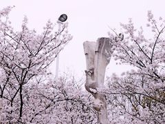 -武汉大学-樱园