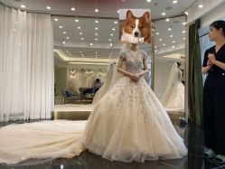 -拉瑞娜LaReine婚纱礼服高级定制