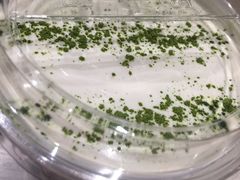 -お茶本部。珍珠奶茶专卖店