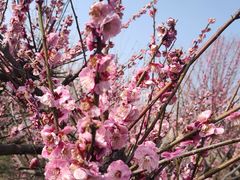 -泗洪洪泽湖湿地景区