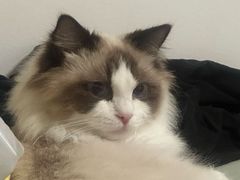 -猫十亿·布偶金渐层·曼基康矮脚猫舍(青年路店)