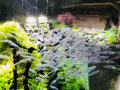 -迪拜水族馆及水下动物园