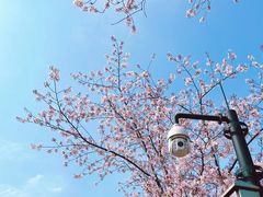 -高东镇樱花园
