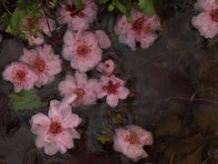 -白塘生态植物园