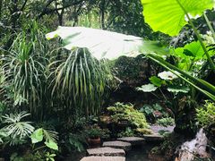 -深圳仙湖植物园