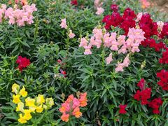 -广东花都香草世界旅游度假区