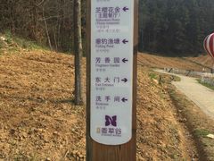 -大塘金香草谷