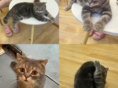 -猫咪派对(江南西店)