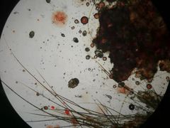 -瑞派康怡24h宠物医院·犬猫医疗中心·微创绝育(瑞景分院)