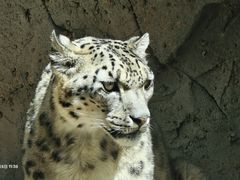 -青藏高原野生动物园