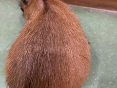 -藦茜花园宠物主题亲子互动体验馆(国顺东路店)