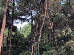 -铁山坪森林公园