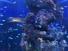 -芜湖新华联大白鲸海洋公园