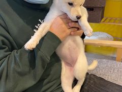 -南京Hallo宠物乐园·哈罗犬舍·柴犬繁育基地