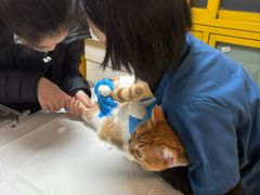 -申普宠物医院·心脏介入·心血管微创(总院)