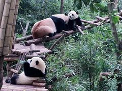 -成都动物园