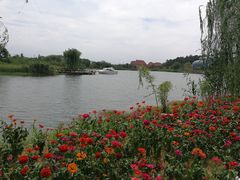 -大塘金香草谷