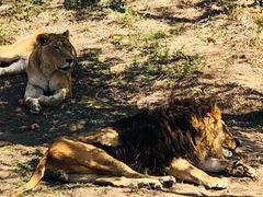 -石家庄市动物园