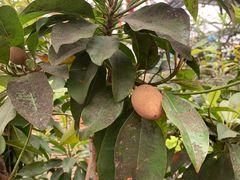 -南宫五洲植物乐园