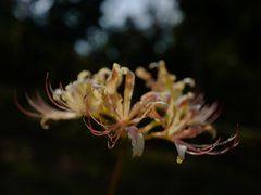 -白塘生态植物园