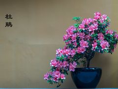 -龙华寺